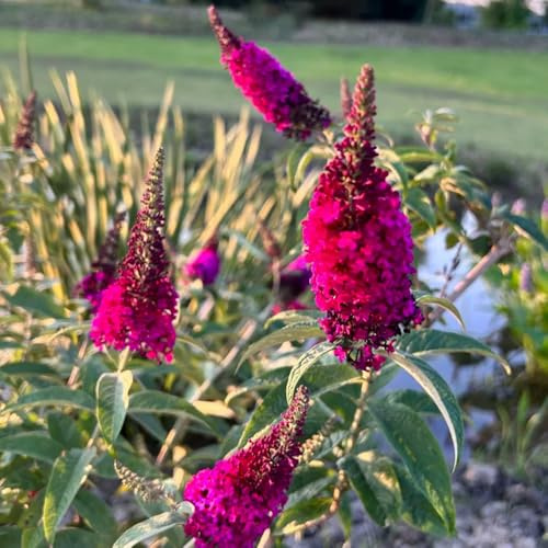 Schmetterlingsflieder, sommerblumen balkonpflanzen garten exotische schnell wachsende sträucher blühende sträucher 180Samen