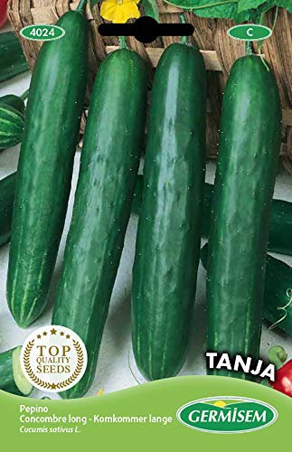 Germisem Gurke TANJA, mehrfarbig, EC4024