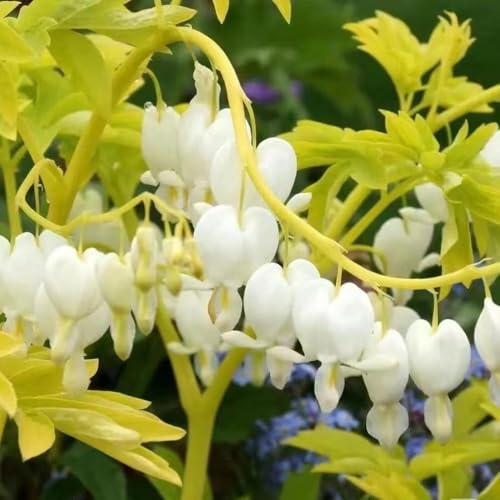 Tränendes Herz - dekopflanzen balkon deko hängepflanzen winterhart mehrjährig balkonpflanzen hochbeete für garten bonsai topf - Seltene 55samen