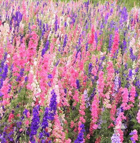 TomorrowSeeds - Rocket Mix Larkspur Seeds - 3600+ Count - for 2026 Planting Delphinium Ajacis Consolida Giant Tall Colorful Spikes Deer Resistant Wildflower Flower Grow Your Own Home Farm Patio