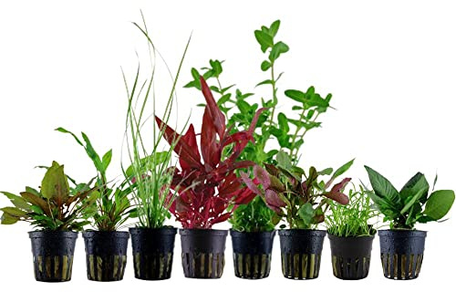 AquaOne Aquarium Pflanzen I 8X Wasserpflanzen I Aquarienpflanzen für Aquarien bis 60 Liter I Lilaeopsis Alternanthera Hygrophila Bacopa I Set mit 8 Topfpflanzen