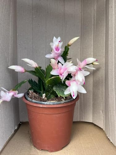 Pianta Natalina, la pianta che regala magnifiche fioriture in pieno inverno, Piante in vaso15cm. Schlumbergera (Rosa)