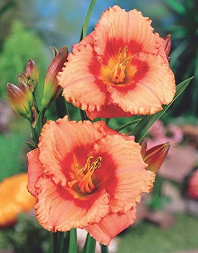 GARTHWAITE NURSERIES® : - 5 MIXED DAY LILY (HEMEROCALLIS)