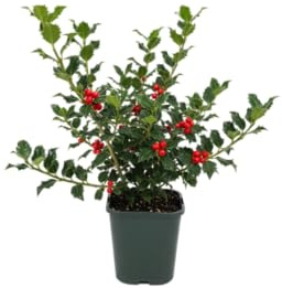 Planta DECOALIVE Acebo Natural Perfecta para Dar un Toque Verde y Festivo a tu Hogar