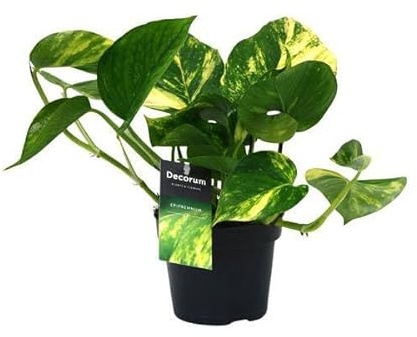 Efeutute Scindapsus Epipremnum Aureum – Ø12cm – 25cm – Pflegeleichte Rankpflanze & luftreinigende Zimmerpflanze – Grünpflanze für Wohnzimmer, Büro & Schlafzimmer