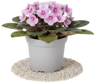 DECOALIVE Violeta Africana para Interior Saintpaulia Ionantha Formato Ø 12 cm Altura 20 cm Planta Viva