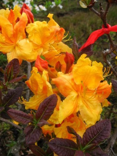 Garten-Azalee bronzegelb Rhododendron luteum Klondyke 40-50 cm hoch 5 L | Winterhart & duftend – bienenfreundlich, sommergrün mit leuchtender Herbstfärbung, ideal für Beet & Garten