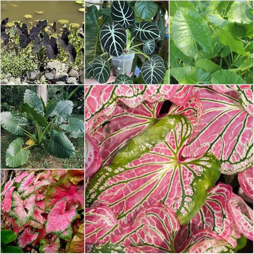 alocasia - gartenpflanzen kübelpflanzen stauden bonsai alocasia exotische - seltene - gartenblumen topf winterhart draußen garten 450samen