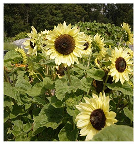 PREMIER SEEDS DIRECT - Sunflower Seeds - Moonshine - 40 Seeds