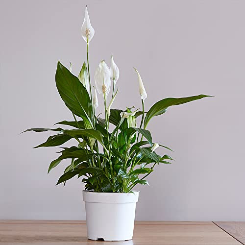 You Garden - 3 x Spathiphyllum Peace Lily Plant 'Cupido' in 9cm Pots - Air Purifying House Plants for Homes and Office - Easy to Care for Peace Lily Plants