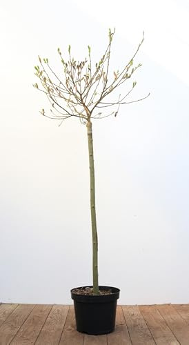 Salix gracilistyla 'Mount Aso' 80 cm Stammhöhe – Winterhart, Mehrjährig, Pflegeleicht – Japanische Weide – Ziergehölz für Garten & Kübel
