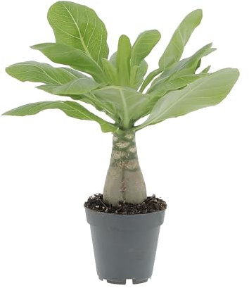 KENTIS - Brighamia Insignis Palma delle Hawaii - Piante Vere da Interni Succulenta - Pianta da Appartamento Ornamentale - H 25/35 cm Vaso Ø 12 cm