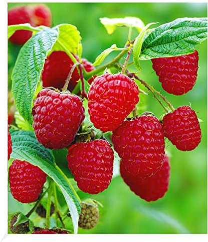 BALDUR Garten Himbeeren TwoTimer® Sugana®, 1 Pflanze, Rubus idaeus, 2x Ernte im Jahr, volle Erträge, Himbeerpflanze, essbare Früchte, winterhart, pflegeleicht