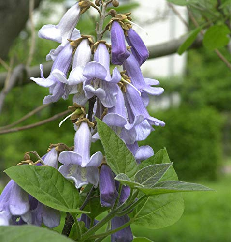 Blauglockenbaum 125-150cm - Paulownia tomentosa - lebende Gartenpflanze aus den Baumschulen