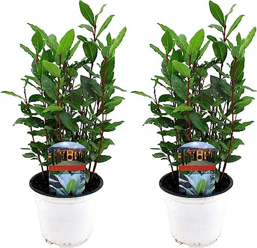 Laurel - Pack 2 Árboles - Plantas Naturales - DECOALIVE - Interior y Exterior