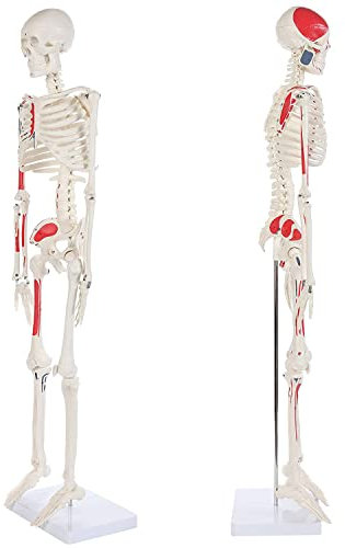 Mini-Menschenskelett, 85 cm, lebensgroßes Skelettmodell, bemalt und nummeriert, 35 Zoll große anatomische Nachbildung mit Muskelansatz- und Ursprungspunkten, Abnehmbarer Schädelkappenkiefer,