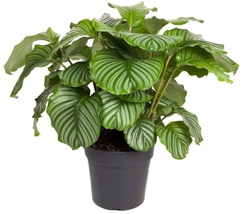 Calathea Orbifolia Planta Natural de Interior para Decorar el Hogar