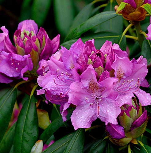 Großblumige Rhododendron Roseum Elegans 60-70cm - Alpenrose - lebende Gartenpflanze aus den Baumschulen
