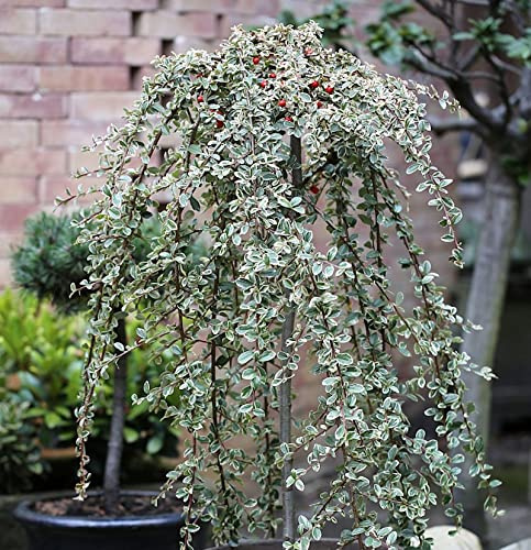 Hochstamm Mispel Juliette 40-60cm - Cotoneaster dammeri - lebende Gartenpflanze aus den Baumschulen