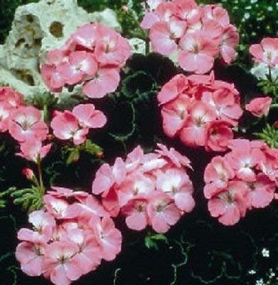 Geranium Together Zonal Black Velvet Rose Geranio 15 Together