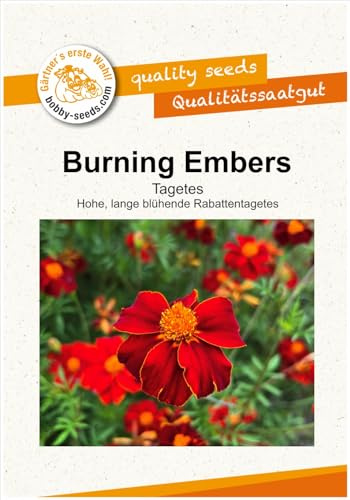 Blumensamen Tagetes Burning Embers