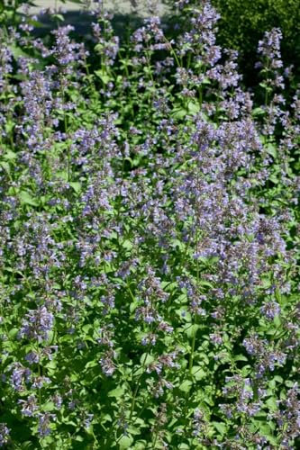 Nepeta grandiflora 'Bramdean' 9x9 cm Topf – Winterhart, Mehrjährig, Pflegeleicht – Großblütige Katzenminze – Staude für Beet & Rabatte