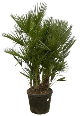 Chamaerops Humilis – Zwergpalme – mehrstämmig – Mediterrane Zimmer- und Gartenpflanze – Ø45cm – 180cm
