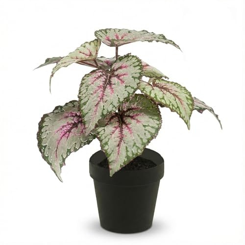 Planta artificial de begonia – aprox. 26 cm – resistente a los rayos UV – Planta artificial en maceta – Decoración sin cuidado para interior y exterior, balcón, terraza y alféizar de ventana