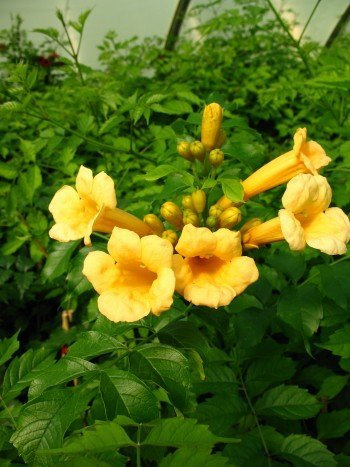 Trompetenblume Flava, Campsis Flava 80-100 cm hoch im 3 Liter Pflanzcontainer