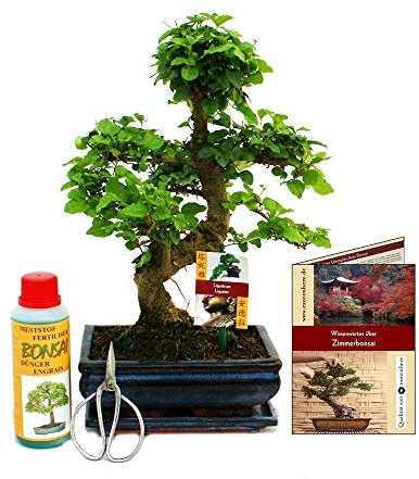 Exotenherz - Geschenkset BonsaiLigustrum - Chinesischer Liguster - ca. 8 Jahre alt - Anfänger-Set