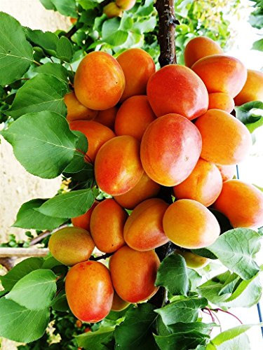 Pianta vera da frutto ALBERO SIMILE DI ALBICOCCO-PRUNUS ARMENIACA- AROMATICO DI MAGGIO A RADICE NUDA - 1 METRO