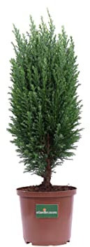 Pianta di Chamaecyparis Lawsoniana Snow White o Falso Cipresso conifera albero di Chamaecyparis pianta ornamentale pianta vera di Chamaecyparis pianta da esterno venduta da eGarden.store