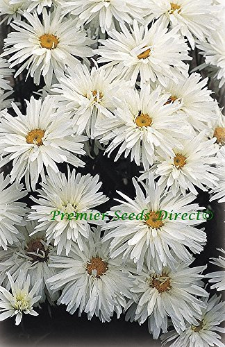 PREMIER SEEDS DIRECT - Premier Seeds Direct - LEUCANTHEMUM - Crazy Daisy - 250 Finest Seeds