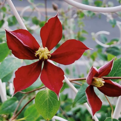 ClematisZwiebeln, blumenzwiebel Clematis florida, Kletterpflanze, blumendeko balkonblumen balkon gartenblumen 1pcs