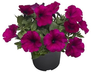 Petunia Natural Planta de Exterior Perfecta para Crear Zonas de Color en el Jardín