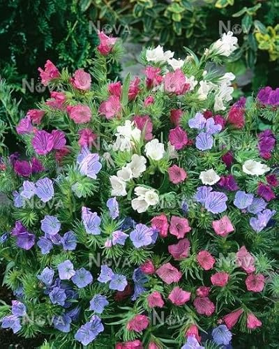 ECHIUM PLANTAGINEUM MISCUGLIO NR.50 SEMI