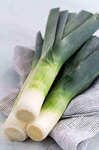 50 Semi di Porro Allium Ampeloprasum : Grani