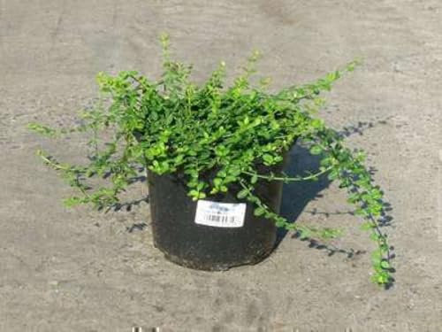 Euonymus fort. 'Tustin' - Fusain Du Japon 20-30 cm en pot