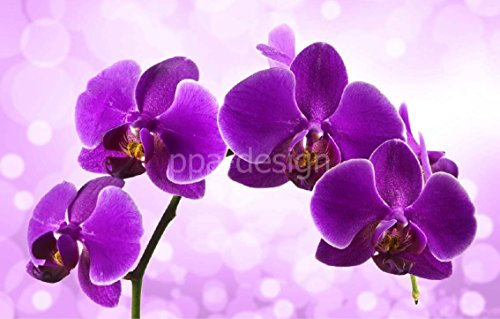 Sticker Autocollant Mural Orchidée de Couleur - SRPA0025 (204x130cm)