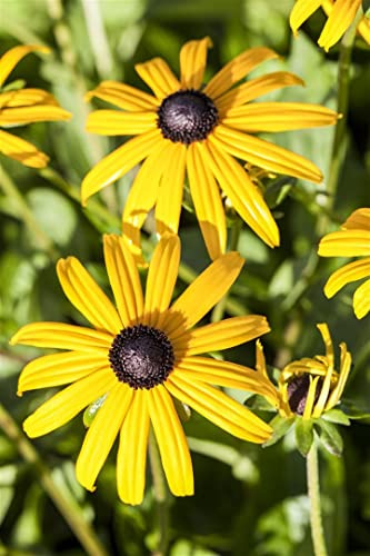 Rudbeckia fulgida 'Goldsturm' 9x9 cm Topf – Winterhart, Mehrjährig, Pflegeleicht – Sonnenhut – Beetstaude für Garten & Rabatte