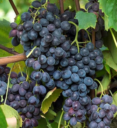 Weinrebe Merlot 100-125cm - Vitis