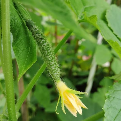 semillas de pepino al aire libre - variedades antiguas bancales elevados jardín cobertura del 50pcs