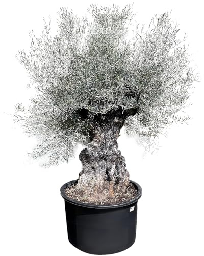 Sunnytree OLEA EUROPEA - WINTERHARTE OLIVENBAUM BONSAI 120 JAHRE ALT - 240 cm