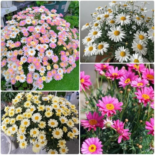 Semi di margherita perenni, Argyranthemum frutescens, da balcone semi di tappezzante resistenti da giardino 300pcs