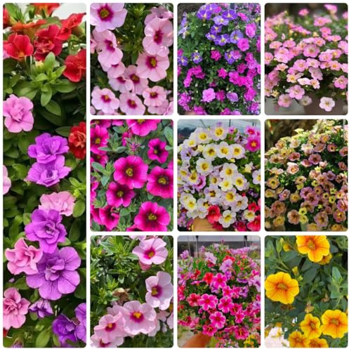 Comprar semillas de lirio de los valles Decoración sala estar con camas elevadas Calibrachoa elegans ornamentales para lugares soleados. Decoración orgánica para balcones 500pcs