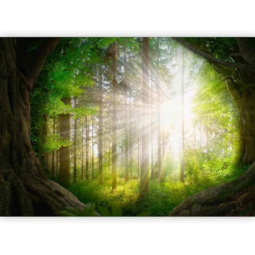 murando Fotomurales Bosque 300x210 cm XXL Papel pintado tejido no tejido coración Pared corativos Murales morna Diseno Fotográfico Paisaje Naturaleza rayo sol b-A-10119-a-a