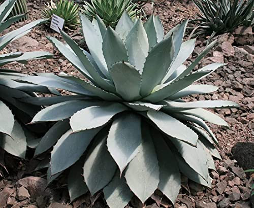 BUTTER AGAVE (potatorum Agave) 10 semi:Seeds