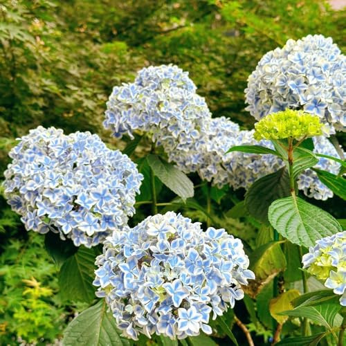 semi ortensia di autunno, serrai balcone estremamente resistente ufficio 350pcs