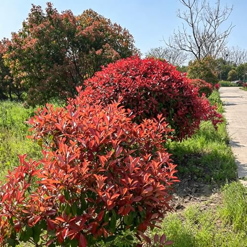 semillas Photinia red robin de silvestres, siembra de otoño, decorativas 500pcs