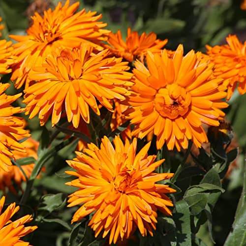 Calendula officinalis 'Calexis Orange' English, Marigold, Pot Marigold Hardy Annual Easy to Grow Your Own Outdoor Garden Flower Plants 1x Pack Seed (Approx. 50 Seeds) by Thompson and Morgan
